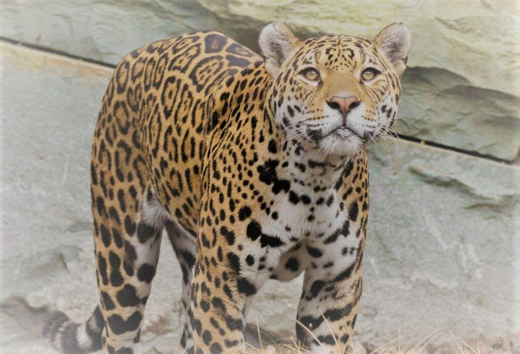 Jaguar picture