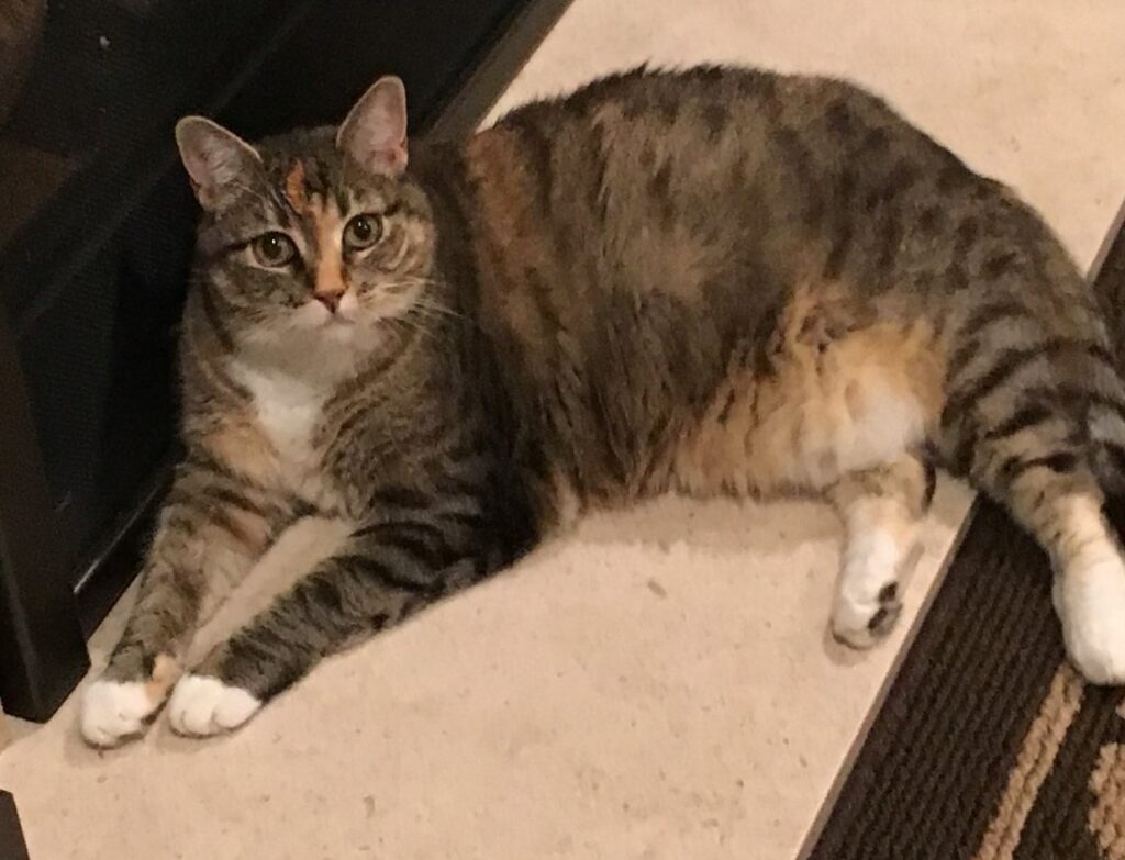 Overweight Tabby Cat