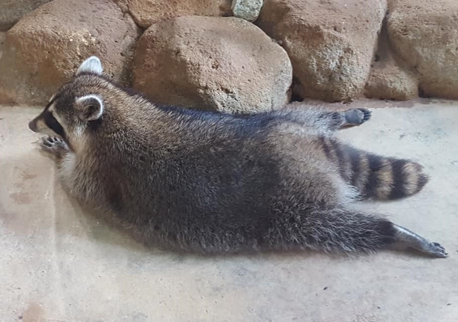 how to tame wild raccoon