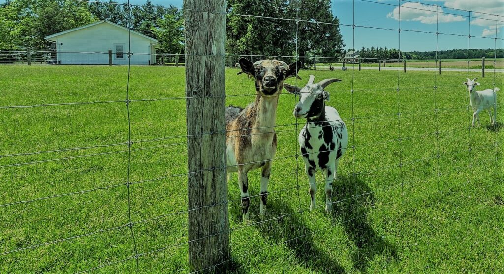 Woven wire fence