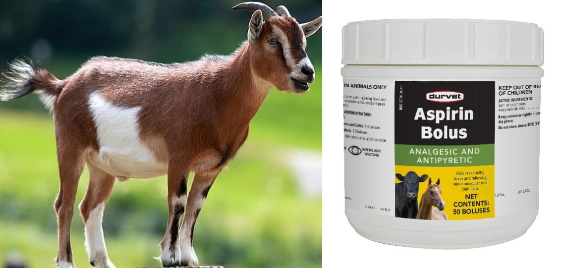 pain killer for goat