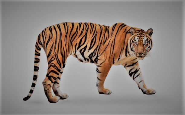 Tiger as pet