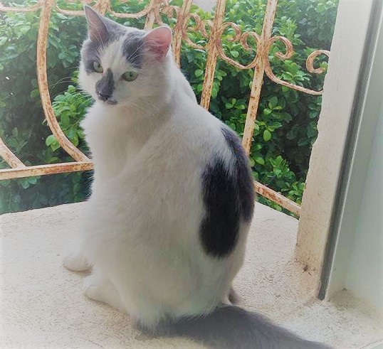 Ideal Weight For Cats