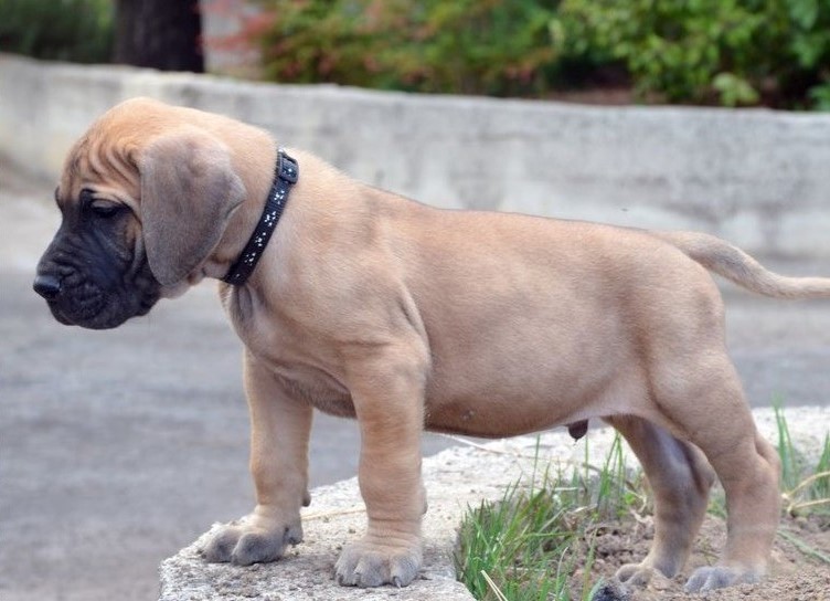 puppy