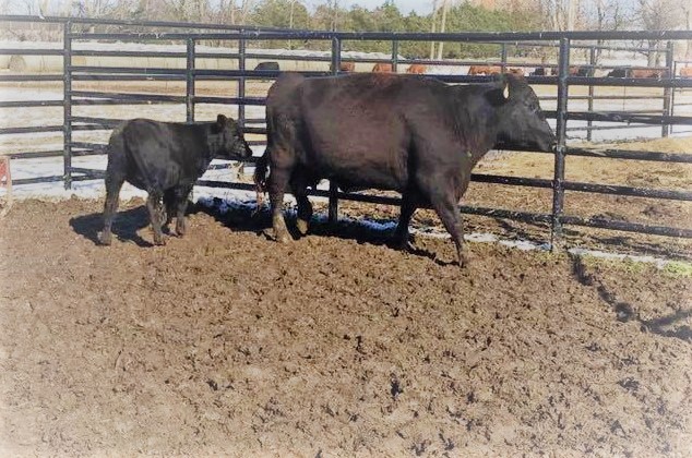 How Much Do Black Angus Cows Sell For