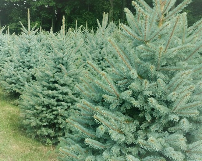 Blue Spruce Trees cost