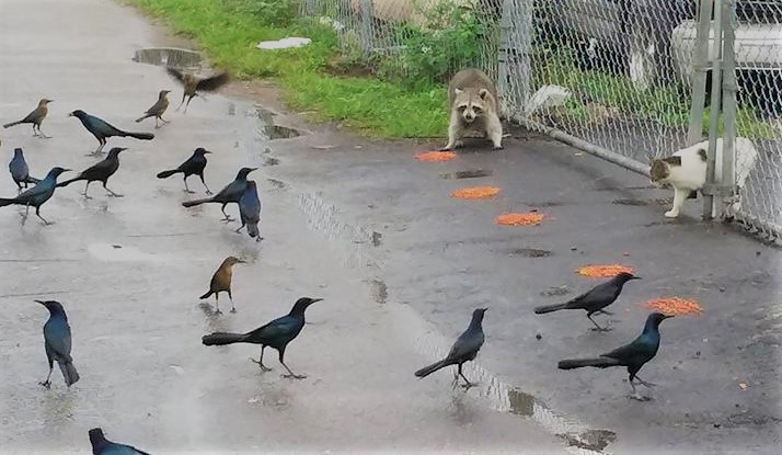 what happens when a cat eats birds