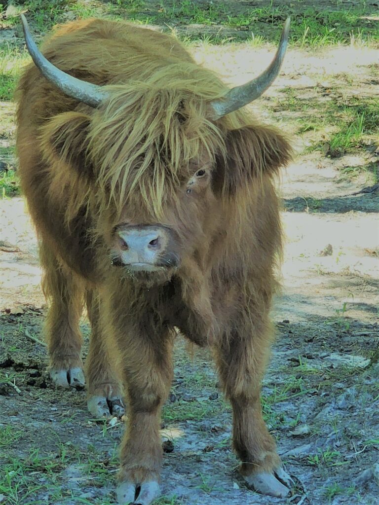 How Much Does A Miniature Highland Cow Cost