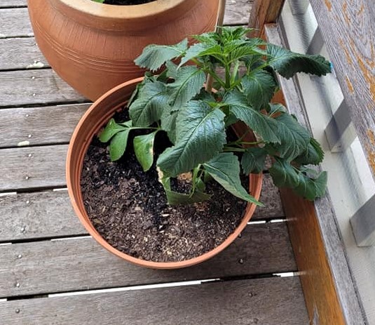 Planting Dahlias In Pots