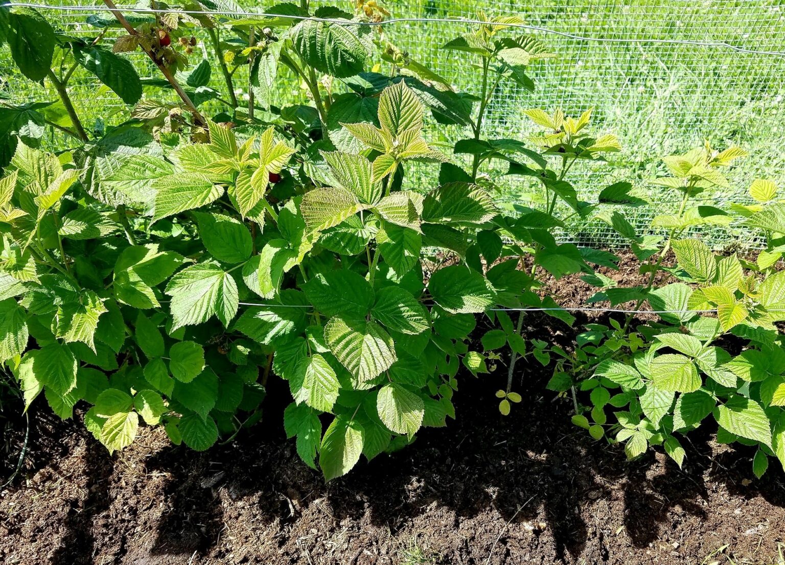 Best Mulch For Raspberry Plants Types & How To Mulch Justagric