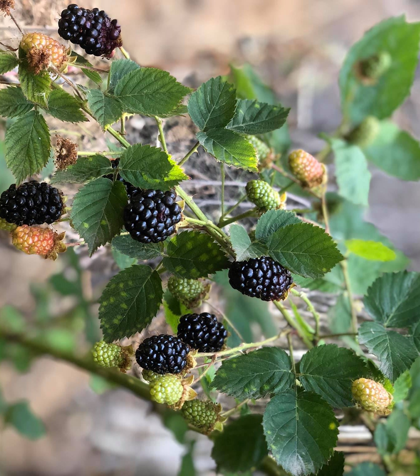 Berries That Look Like Blackberries On A Tree (Pictures) Justagric