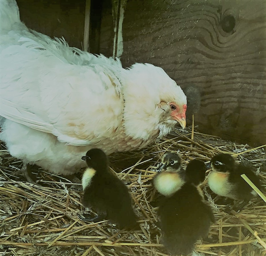 using broody hen to hatch duck eggs