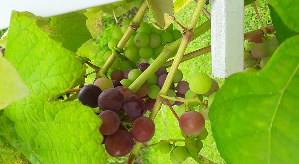 Best Fertilizer For Grape Vines
