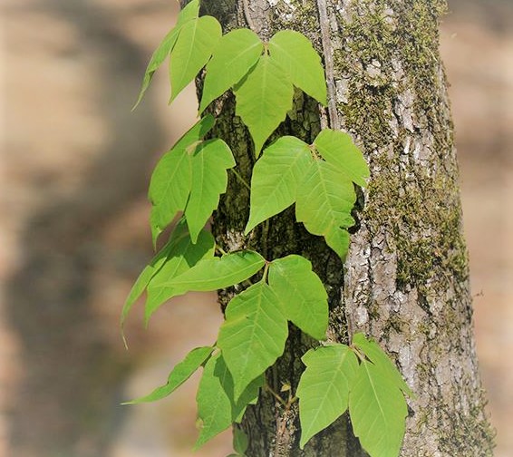 How do I identify poison ivy?