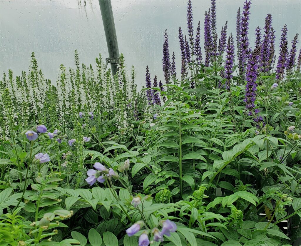lupin plant