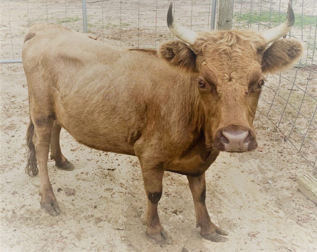Mini cow