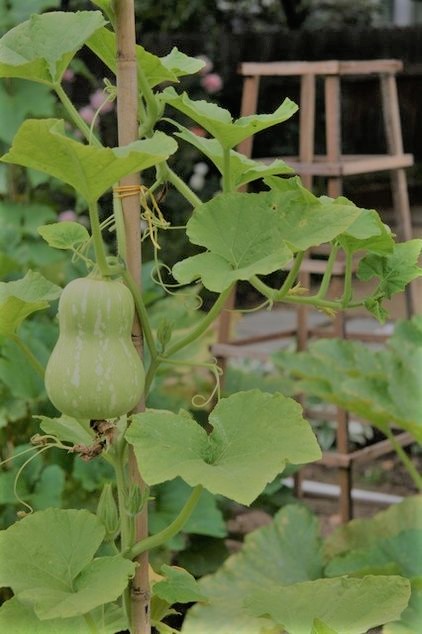 Squash plant