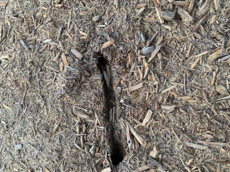 Best Mulch For Raspberry Plants: Types & How To Mulch – Justagric