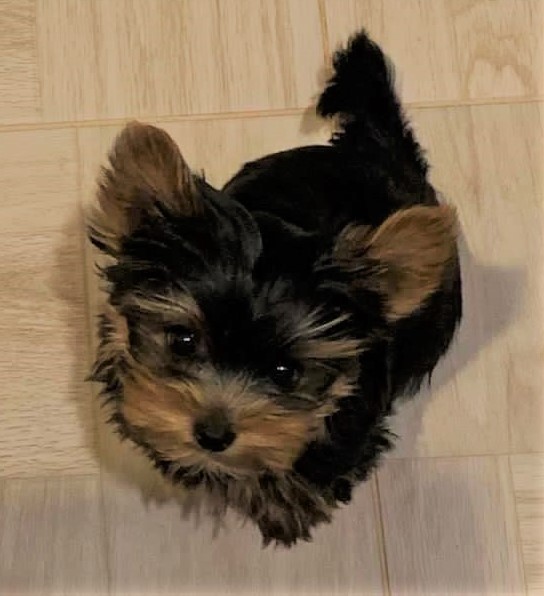 How Much Does A Teacup Yorkie Weigh Full Grown