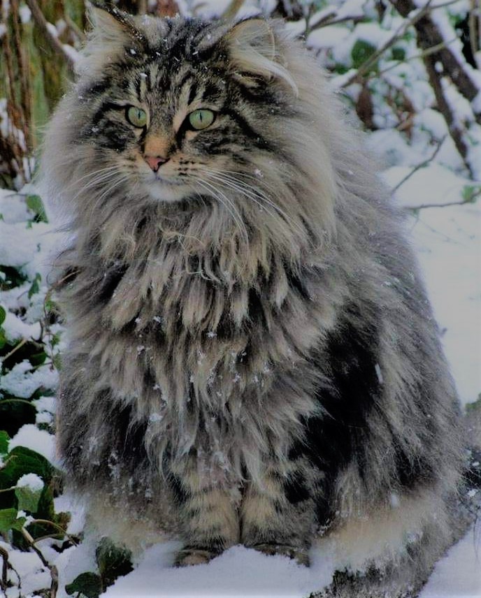 Norwegian Forest Cat