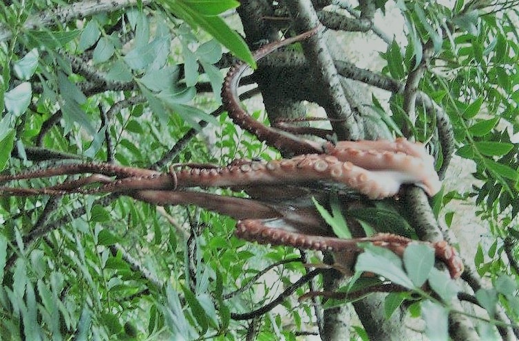 The Pacific Northwest Tree Octopus