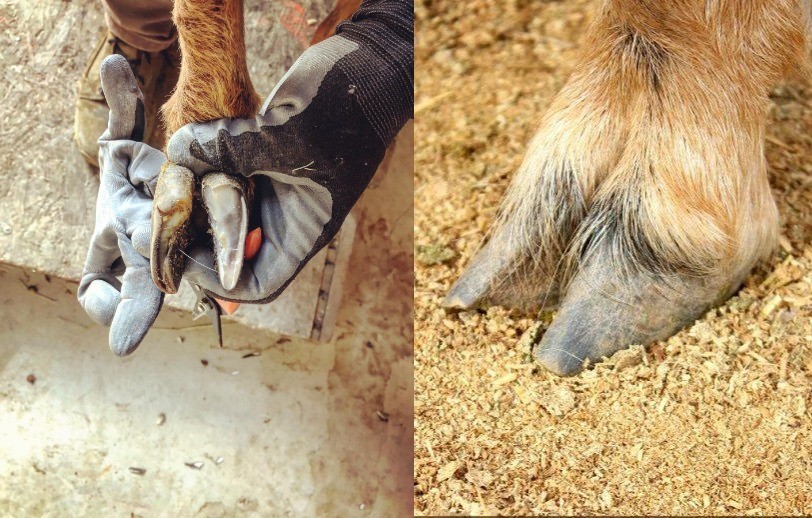 How To Cut Goat Hooves