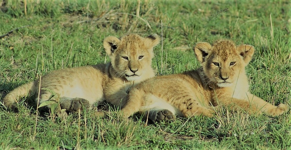 6 months Lion Cubs