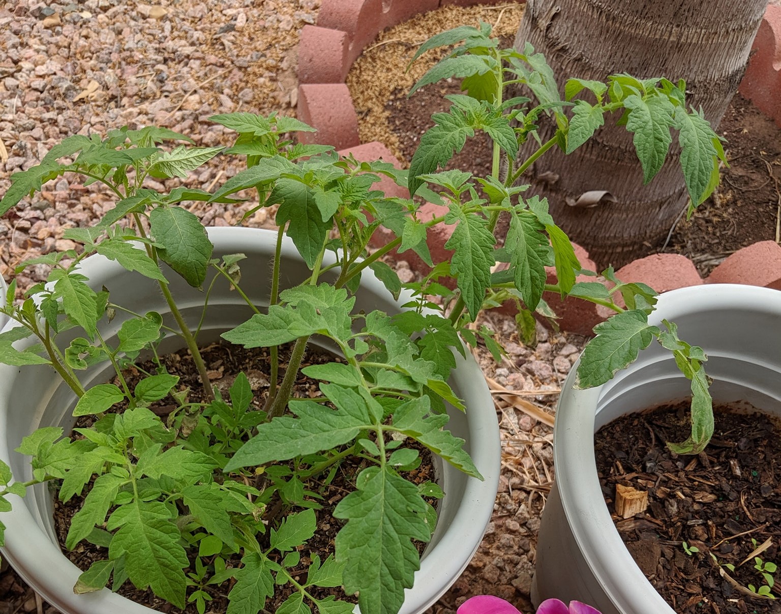 How To Grow Beefsteak Tomatoes In Pots Best Guide Justagric