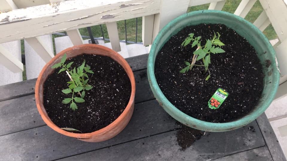 Beefsteak Tomatoes In Pots