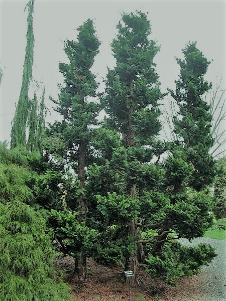 Hinoki cypress tree 