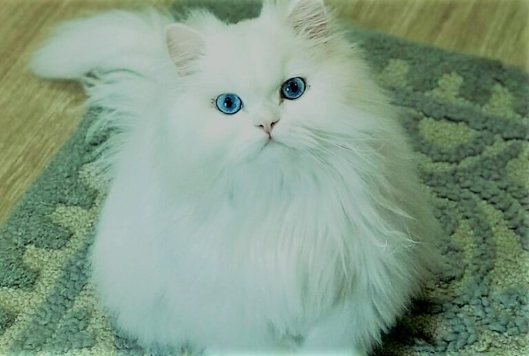 How Much Do Persian Cats Weigh Justagric