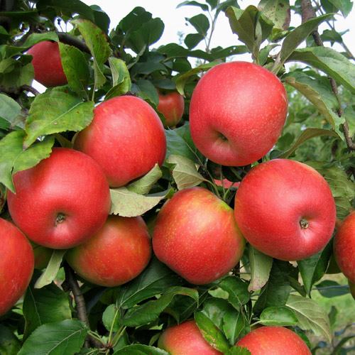 apple tree with fruits