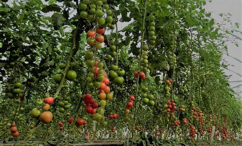 Fertilizer Recommendations For Tomato Plant 