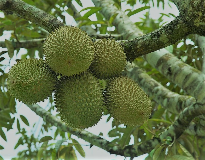 Fertilizer For Durian Tree