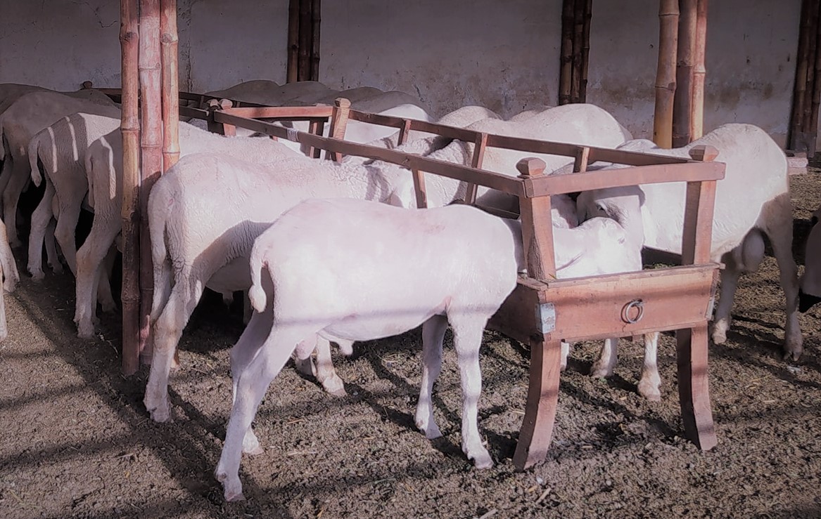 fattened sheep