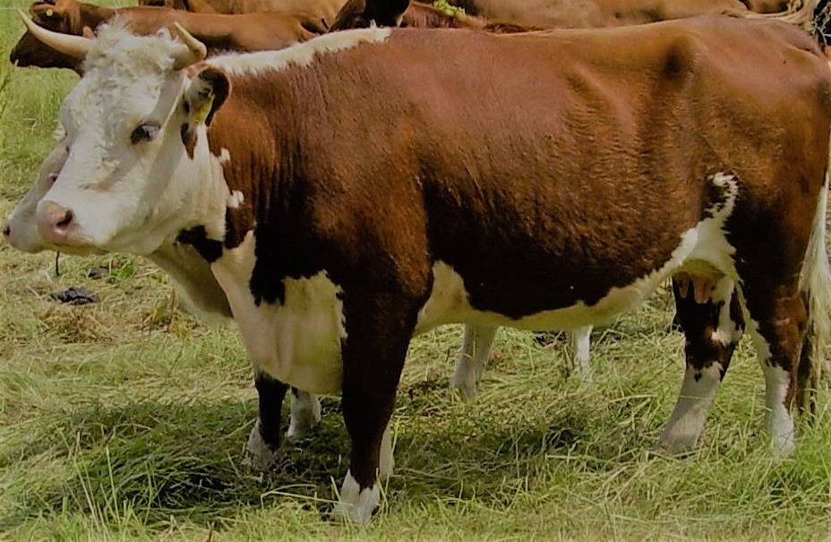Hereford Cow