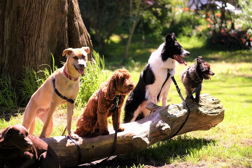 Dog Breeds that You Can Adopt