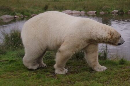 What Is The Diet Of A Polar Bear?