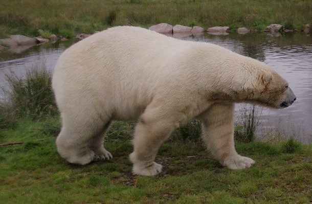 What Is The Diet Of A Polar Bear?