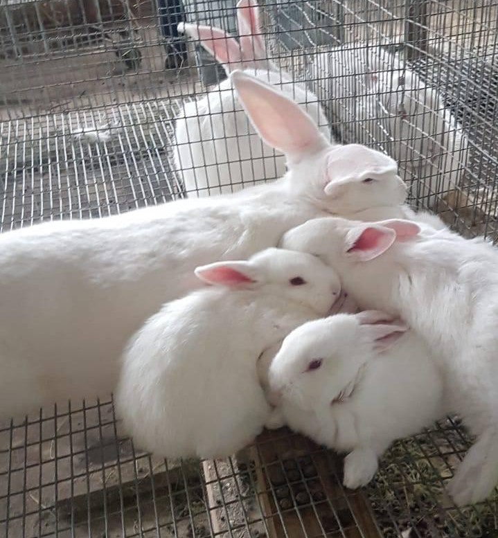 How Many Litters Can A Rabbit Have In A Lifetime