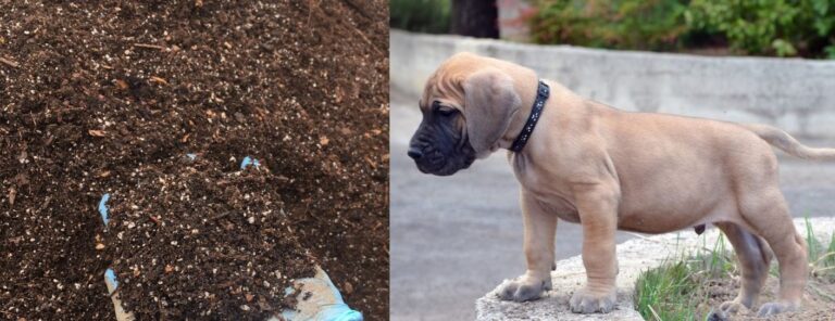 what to do when dog ate potting soil