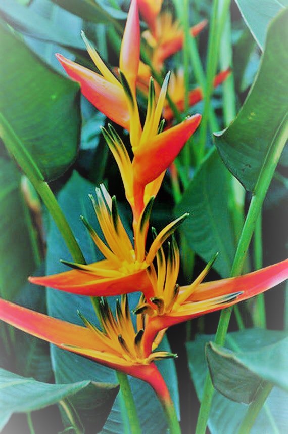 heliconia flower 