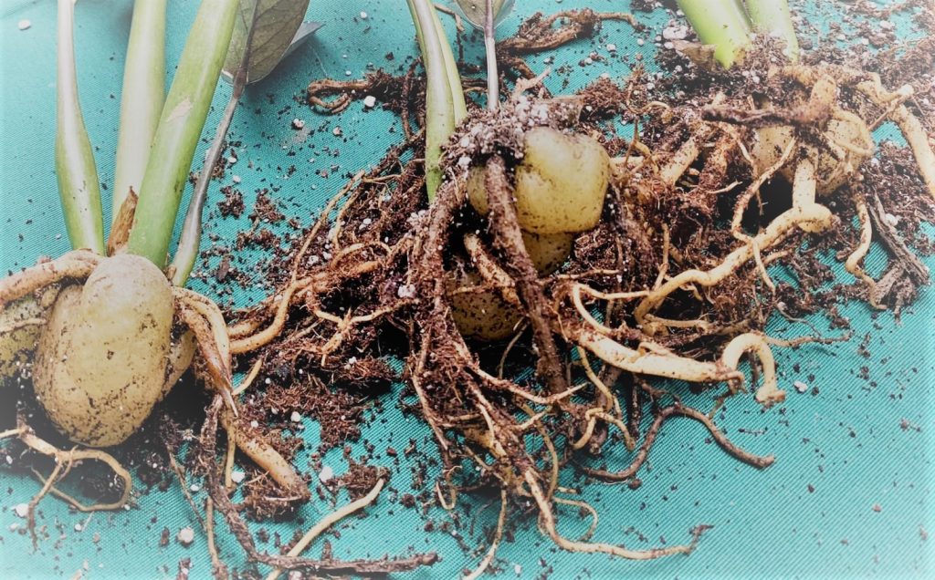 plant root rot picture