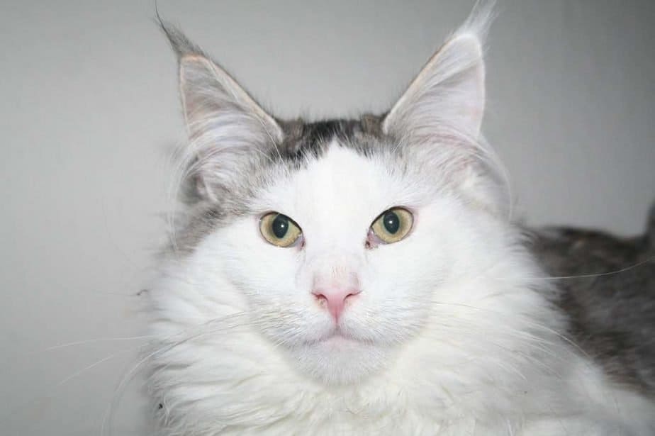 11 months old cat weight