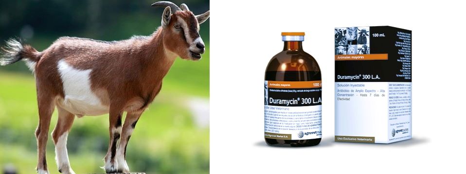 Duramycin 300 LA For Goats