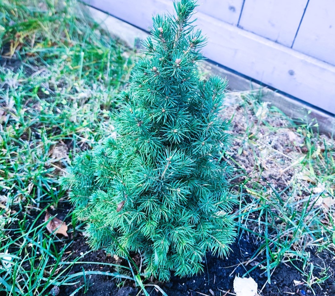 care of Dwarf Alberta Spruce