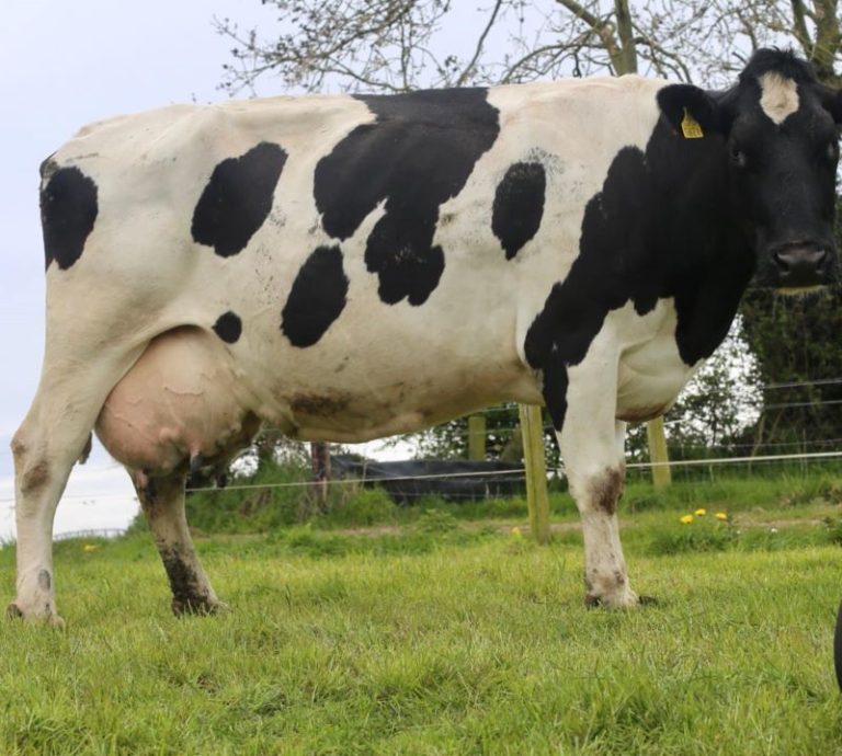 breeding dairy cow