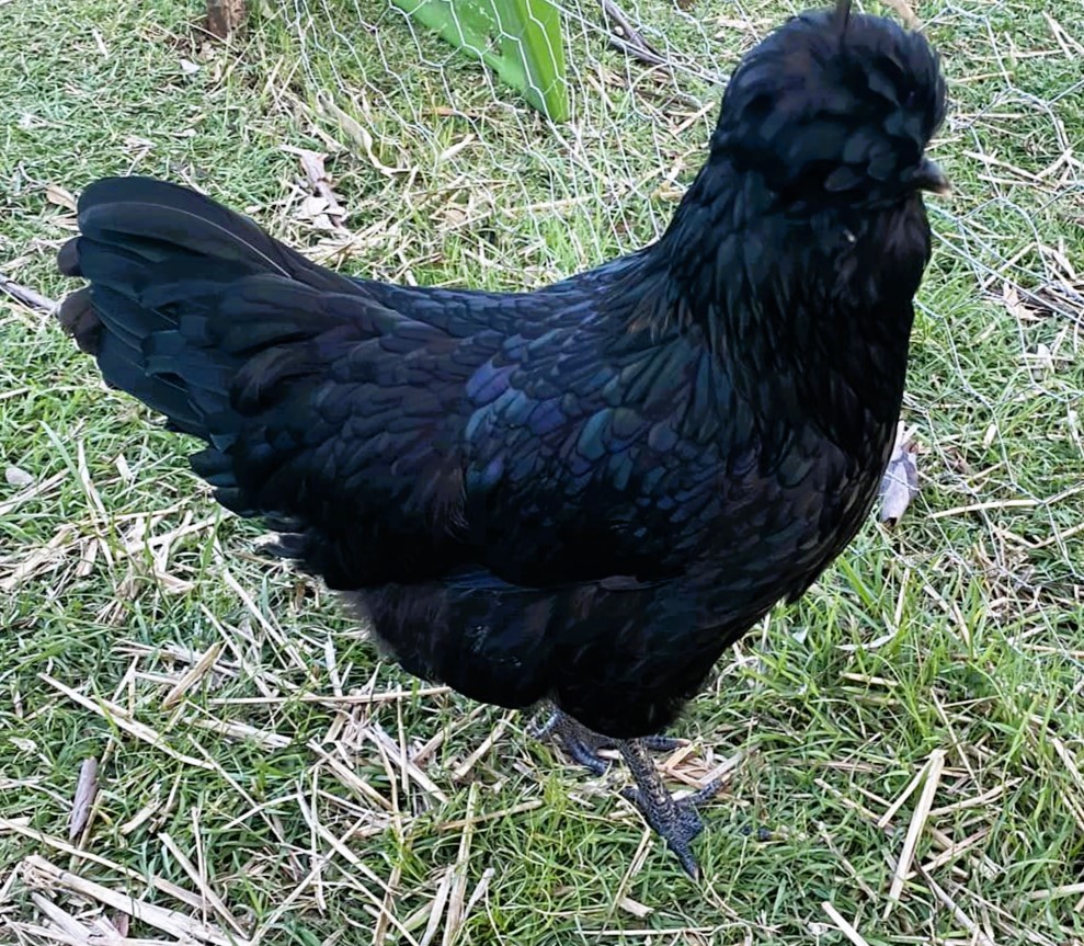The Araucana hen