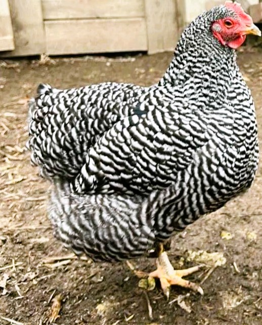 The Barred Rock Chicken