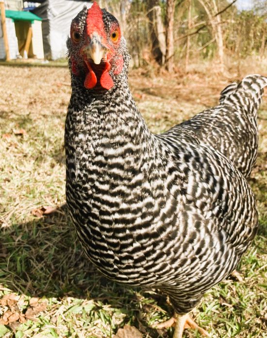 The Dominique hen